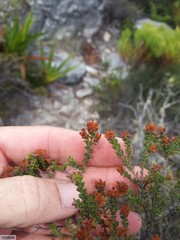 Erica curvirostris