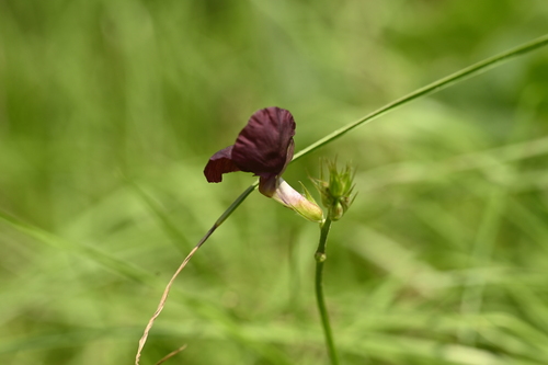 Image of Macroptilium bracteatum by (c) 曾昱承 Yu-Cheng Zeng, some rights reserved (CC BY)
