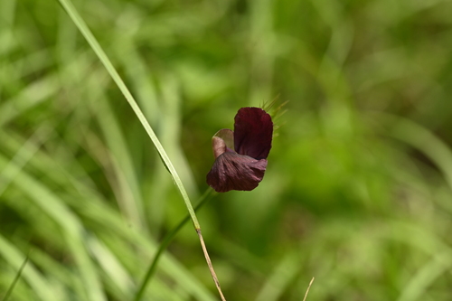 burgundy bean (Macroptilium bracteatum)