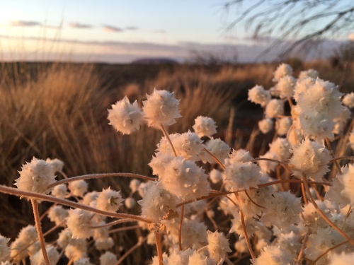 Tangled Mulla Mulla (Ptilotus latifolius)