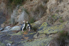 Megadyptes antipodes