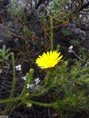 Cullumia reticulata