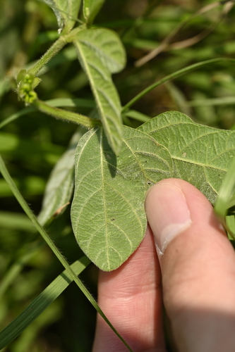 Image of Macroptilium bracteatum by (c) 曾昱承 Yu-Cheng Zeng, some rights reserved (CC BY)