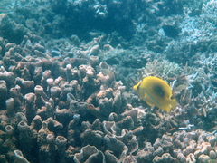 Chaetodon bennetti