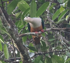 Cinnamon-Bellied Imperial-Pigeon photo 2