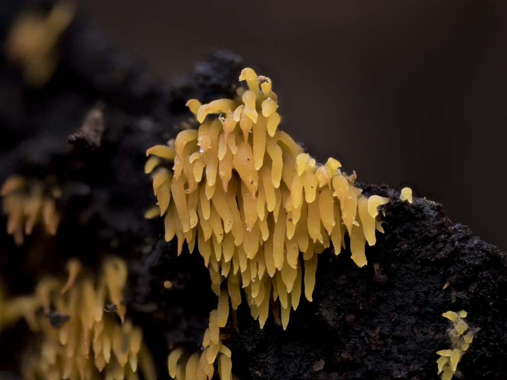 Mucronella sp. 'flava-CA01'