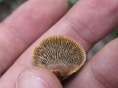 Gloeophyllum striatum