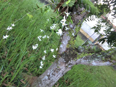 Dendrobium crumenatum