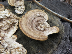 Gloeophyllum striatum