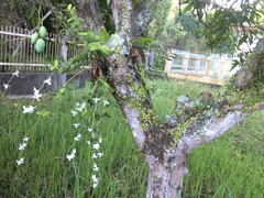 Dendrobium crumenatum