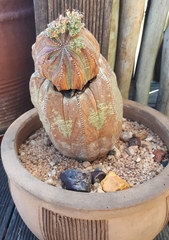 Euphorbia obesa