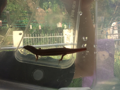 Subdoluseps bowringii