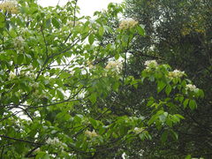 Crateva unilocularis