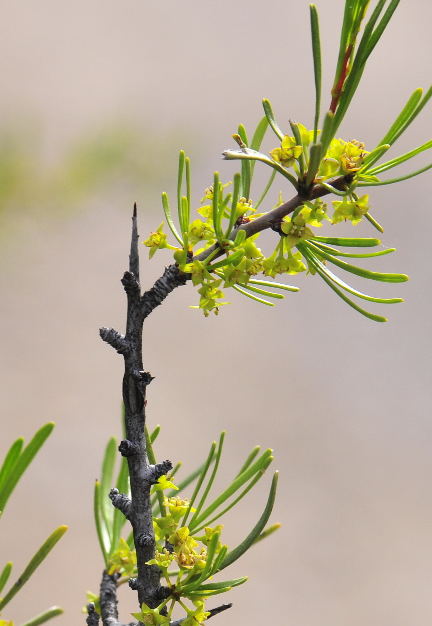 Rhamnus lycioides