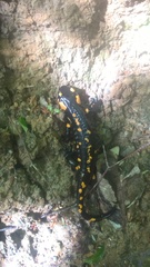 Salamandra salamandra
