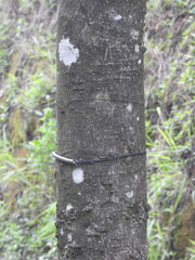 Crateva unilocularis