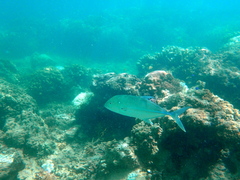 Caranx papuensis