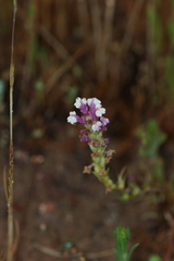 Castilleja densiflora gracilis