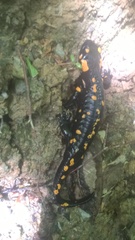 Salamandra salamandra