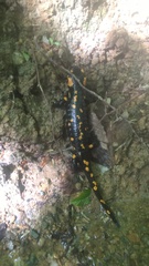 Salamandra salamandra