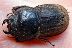 Geodorcus helmsi