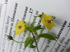 Lysimachia radicans