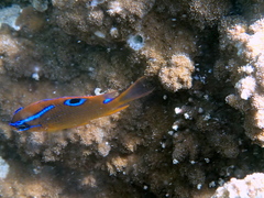 Neoglyphidodon polyacanthus