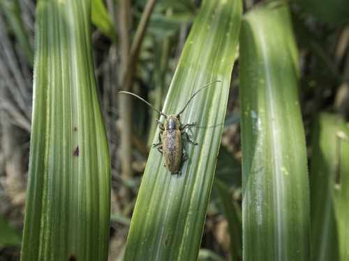 Bumetopia oshimana