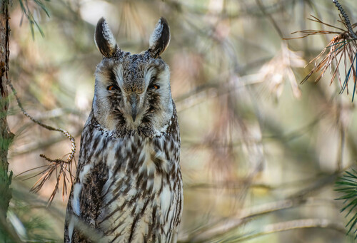 Búho chico (Asio otus)