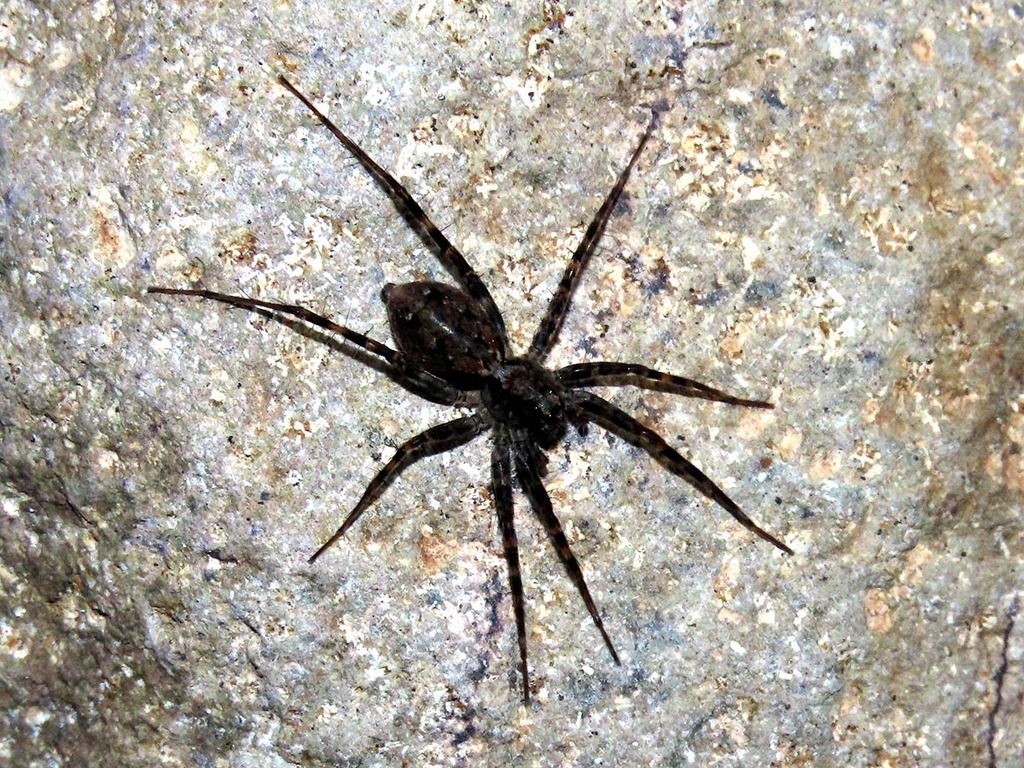 Amblyothele