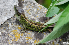 Lacerta agilis