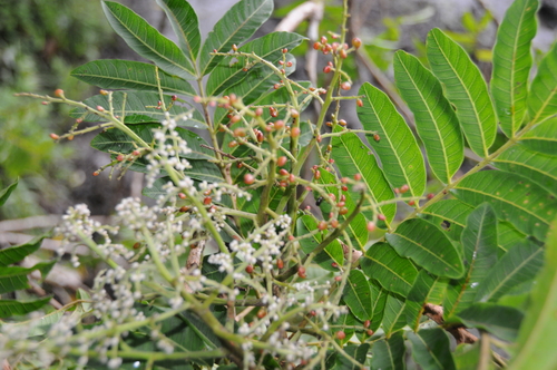 Rhus taitensis