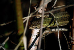Lacerta agilis