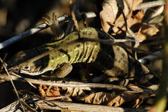 Lacerta agilis