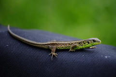 Lacerta agilis