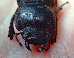 Geodorcus helmsi