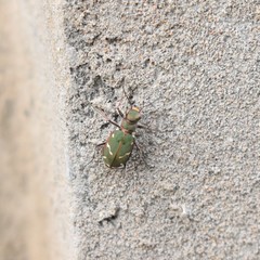 Cicindela turkestanica