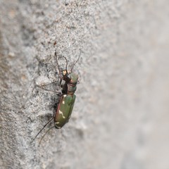 Cicindela turkestanica