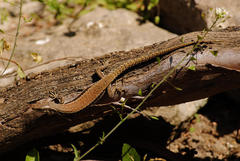 Podarcis muralis