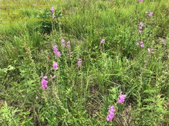 Physostegia pulchella