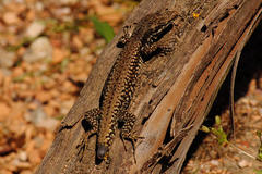Podarcis muralis