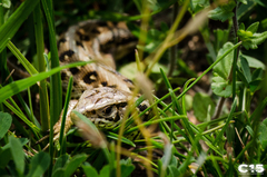 Podarcis muralis
