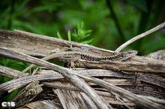 Podarcis muralis
