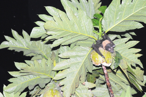 Artocarpus altilis - Whole tree