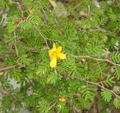 Chamaecrista greggii