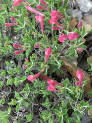 Scutellaria suffrutescens