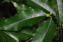 Phaleria glabra
