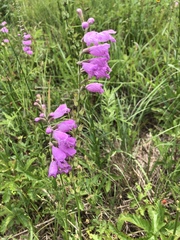 Physostegia pulchella
