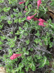Scutellaria suffrutescens