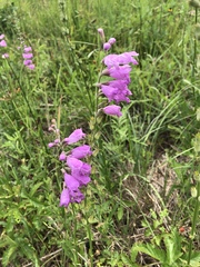 Physostegia pulchella
